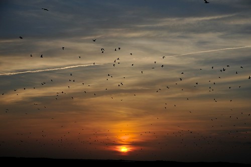 animals birds goldenhour magic matagorda sky sunsetsign texas