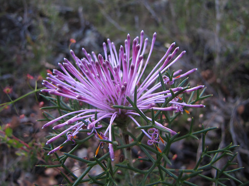 Wildflower Season - Redmond Western Australia