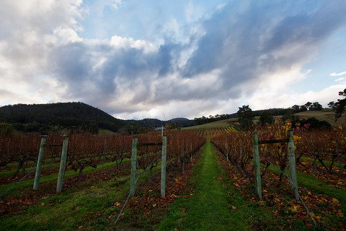 sky cloud clouds vineyard winery plantation grapes tasmania homehill homehillwinery
