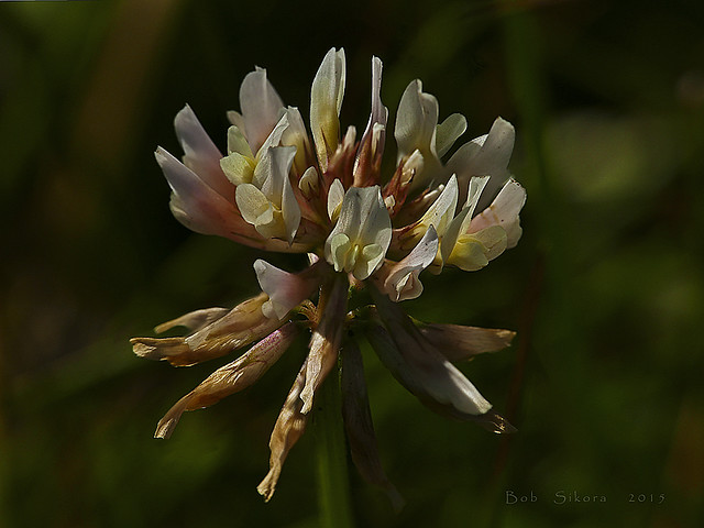 Trifolium repens_White Clover_2060 (1)