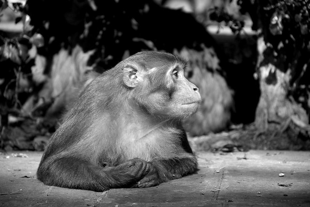 monkeys in kathmandu