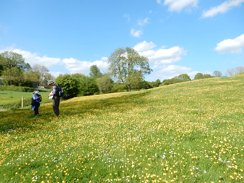 Buttercup meadow Near Pluckley. Sutton Valence to Pluckley
