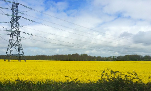 Rapeseed field, South West England