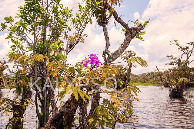 Laguna Grande -  Cuyabeno Wildlife Reserve.Mangrove trees