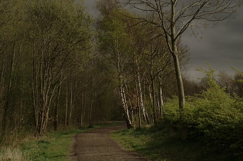 Woods (Explored) by afortiorama