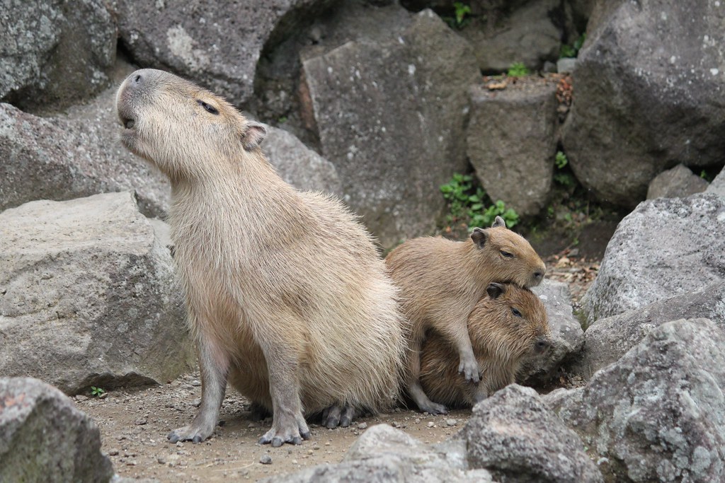 カピバラ Capybara | 伊豆シャボテン公園のカピバラさんです。（2013/6