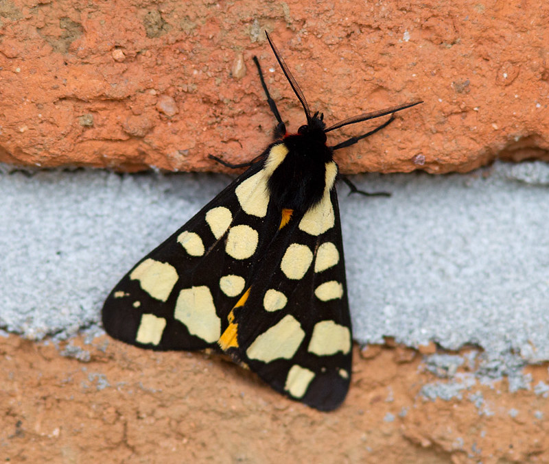 Cream Spot Tiger moth