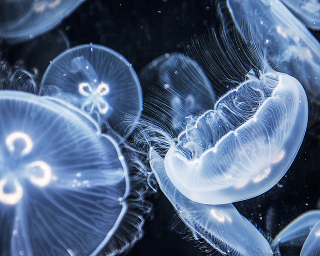 Jellyfish - like floating flowers