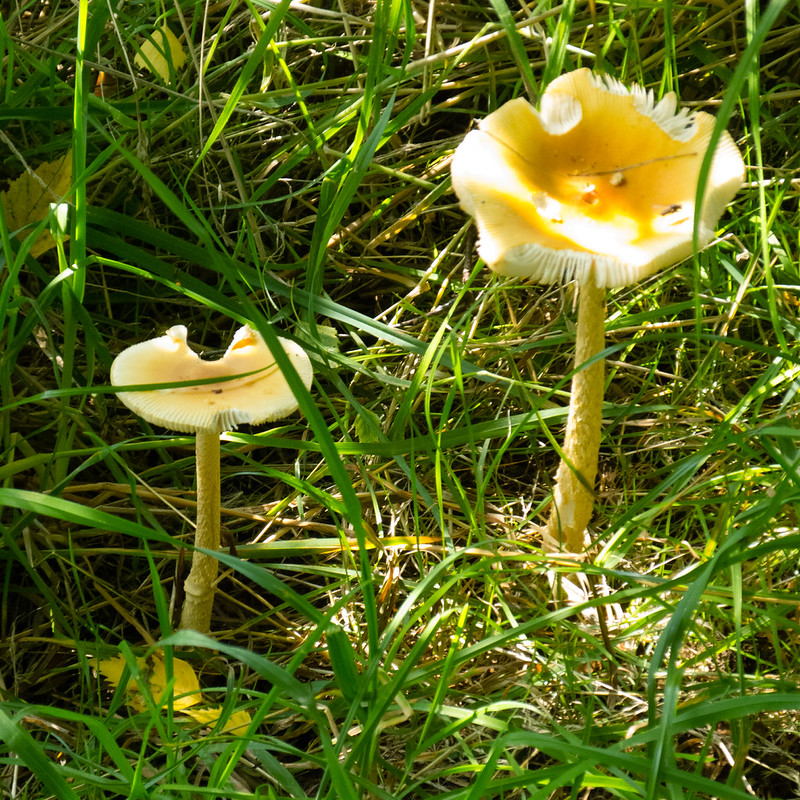 Tawny grisettes