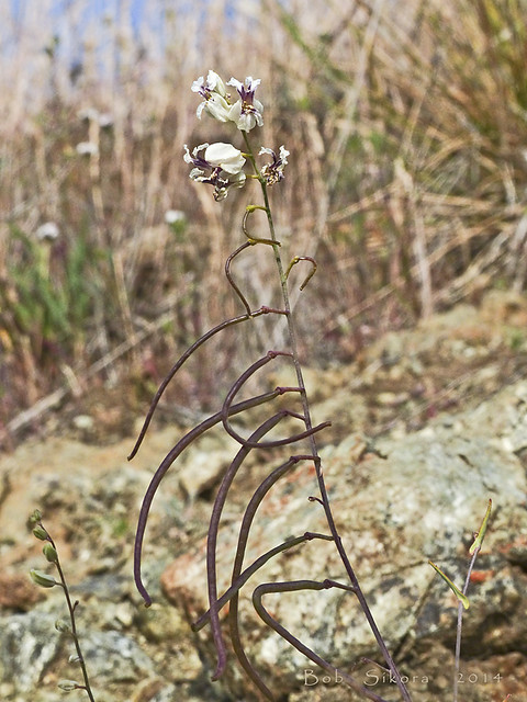 Streptanthus glandulosus ssp. secundus_One-Sided Jewelflower_2060