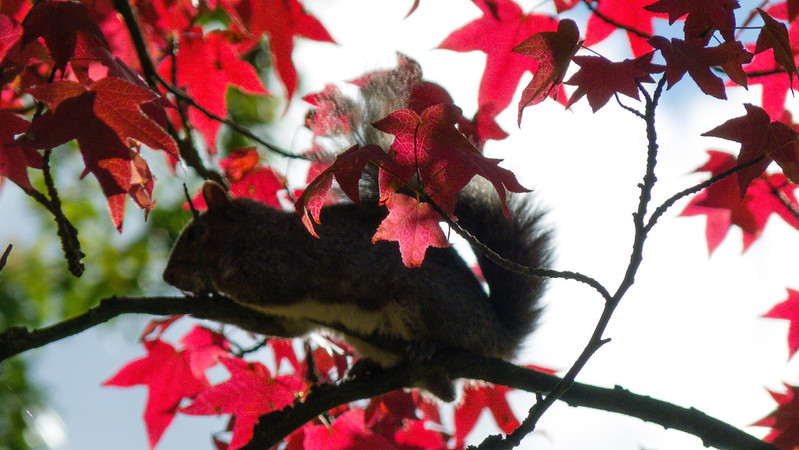 Squirrel in maple, West Park