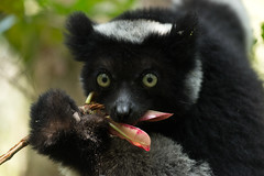 Indri mit seiner Lieblingsspeise