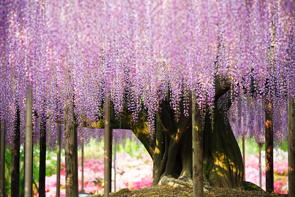 Giant Wisteria / 大藤棚