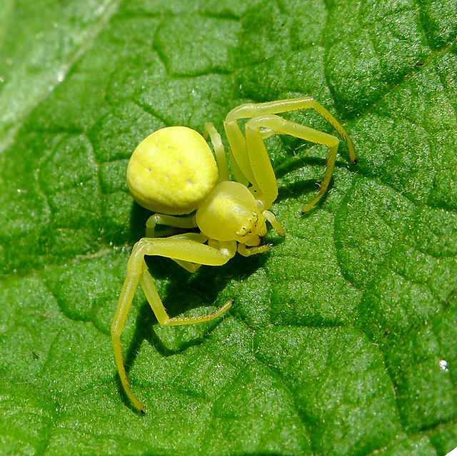 Crab Spider, Misumena vatia. Thomisidae.