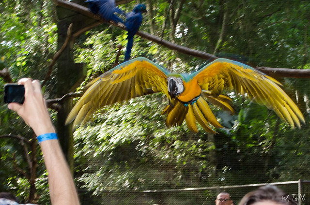 Parque das Aves - Foz Iguaçu