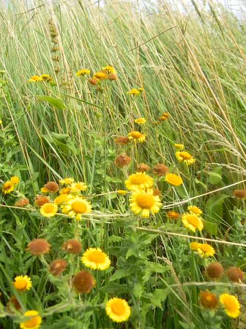 Fleabane Is there a &quot;tickbane&quot;, I wonder. Southbourne to Chichester