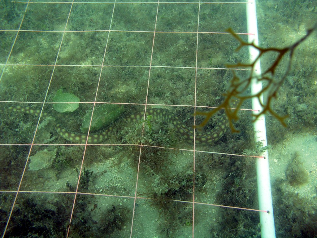 La Parguera Wall