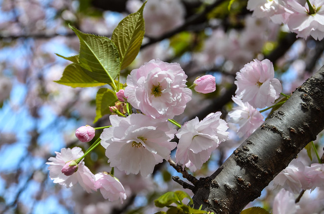 ~ Cherry Blossoms ~