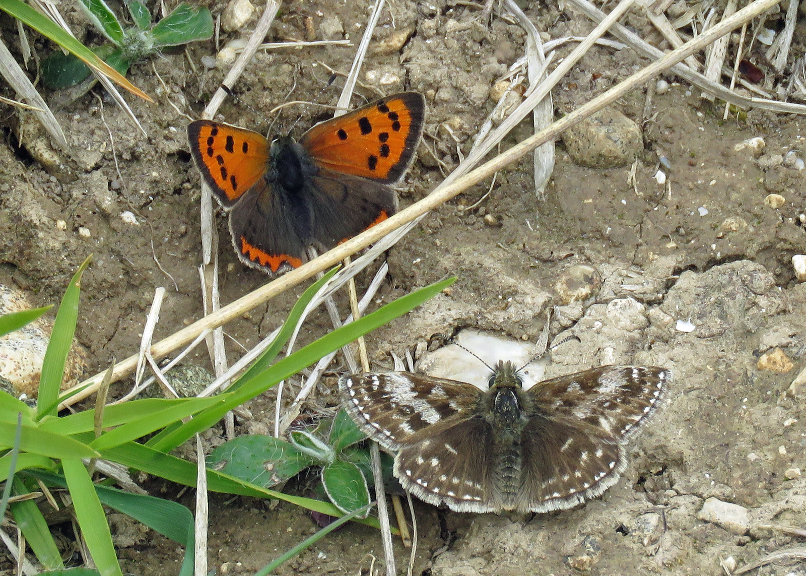 Smal Copper -  Lycaena phlaeas & Dingy Skipper - Erynnis tages