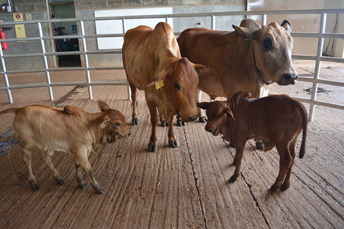 May/2015 - ILRI's healthy cloned Boran bull 'Tumaini' (means 'hope' in Swahili) with his 'wives' and offspring as of May 2016 (photo credit: ILRI).