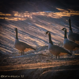 A Gaggle Angry Geese