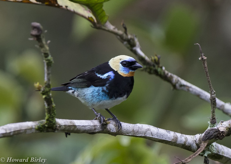 Golden-headed Tanager