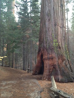 Giant Sequoia | by santinacooper