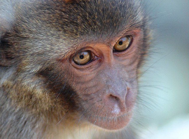 Portrait of A Monkey
