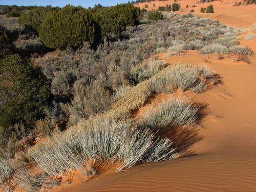 Sand Dunes 060 | by Chandler West