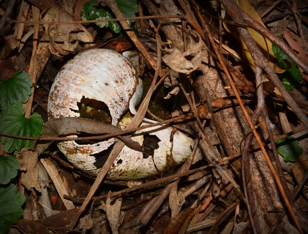 break down | Hedleyella falconeri Giant Panda Snail | dustaway | Flickr