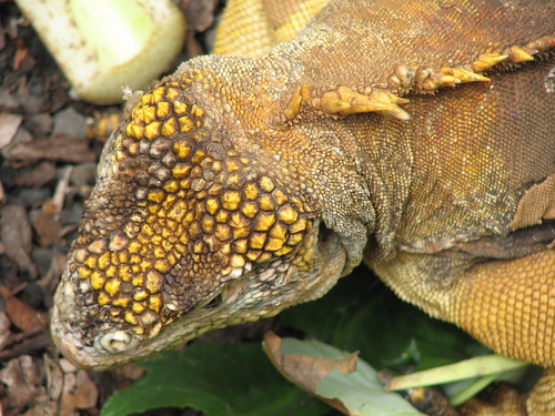 Land Iguana (Conolophus subcristatus) - 21 | Santa Cruz - Pu… | Flickr