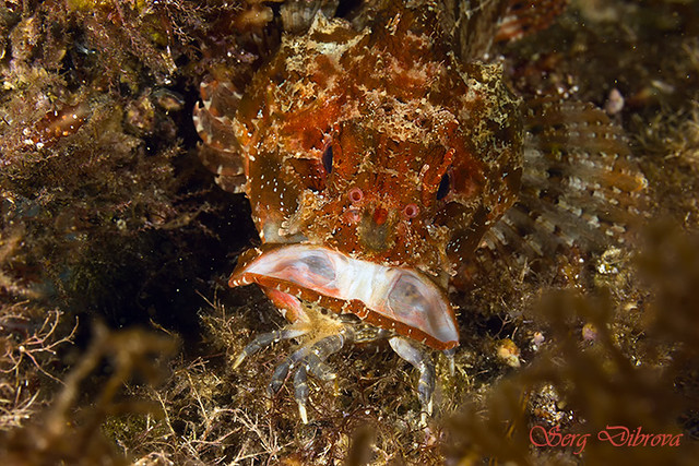 Hunting scorpionfish