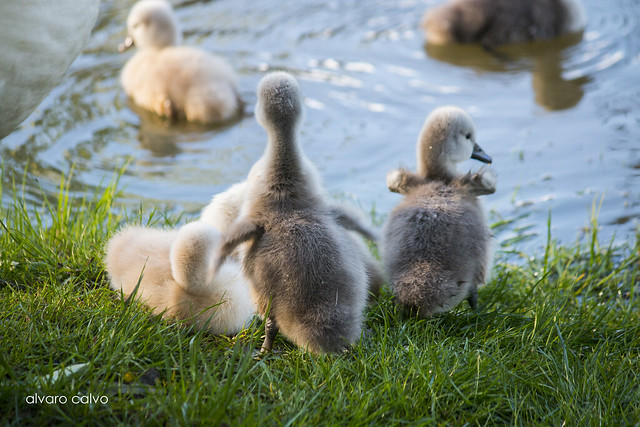 Crías de cisne / Baby swans (Reto animales en la naturaleza)