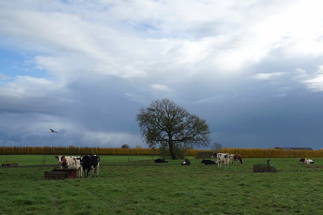 Cows, a bird and Autumn colors