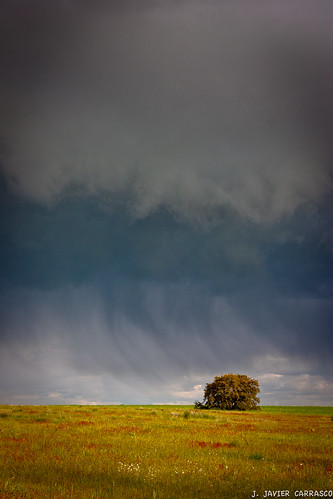 Inminente by AvideCai, arbol paisaje