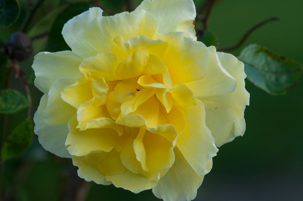 Yellow rose we rescued from the clematis | Rob n Rae Cornelius | Flickr