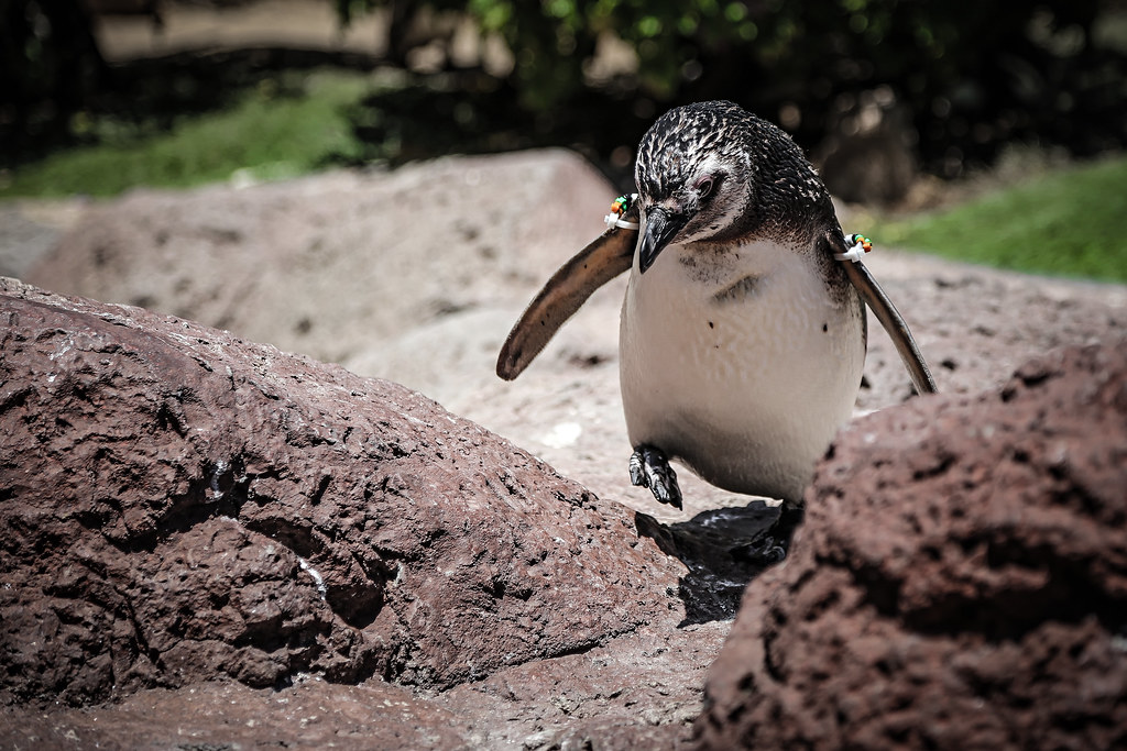 Penguin Waddling through the Rocks