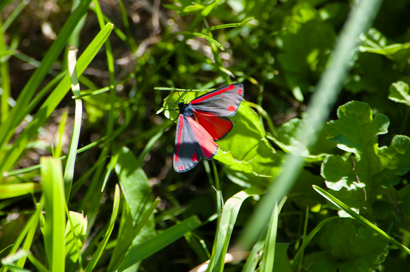 Cinnabar moth