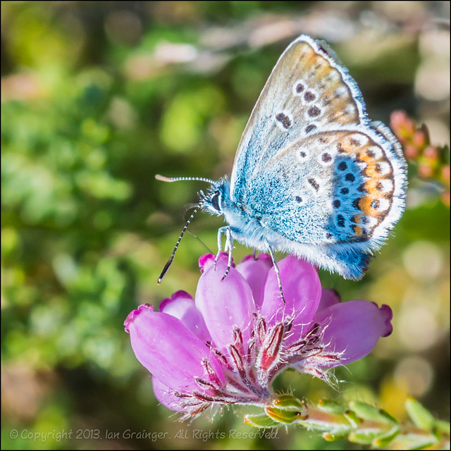 Silver Studded Blue