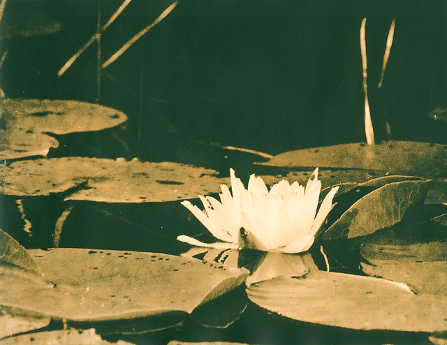 Floating Lily Lith