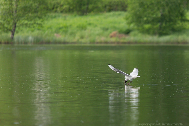Black-headed gull diving into water