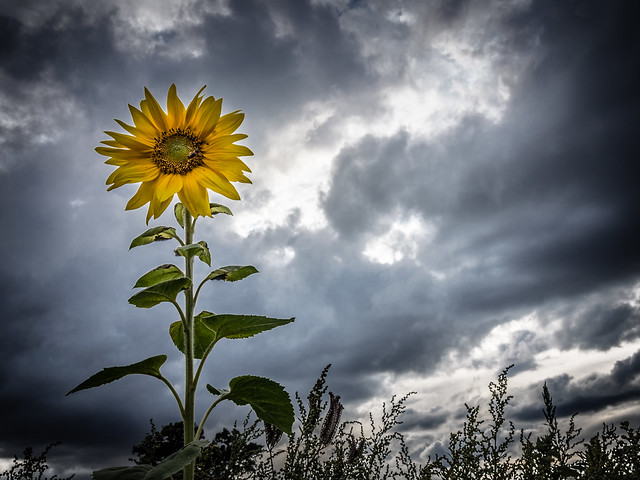 Sunflower & Stormy Weather - Explored