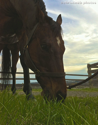 Splendor in the grass (at Oxley Equestrian Center, April 2014)