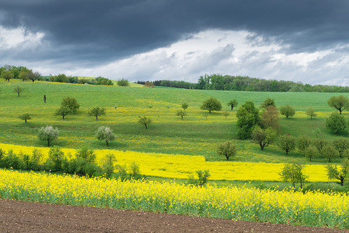 landscape schweiz spring aargau canola rapeseed gipfoberfrick