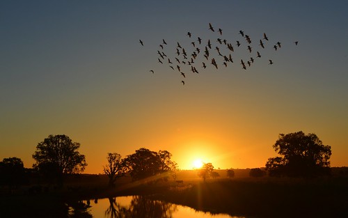 autumn light sunset sky water birds reflections landscape sundown horizon flight australia clear nsw australianlandscape waterscape ardeidae bubulcusibis northernrivers cattleegrets ardeaibis richmondvalley tuckeanswamp maintuckicanal