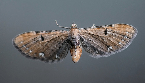 Moth on dirty windows | Philip Schofield | Flickr