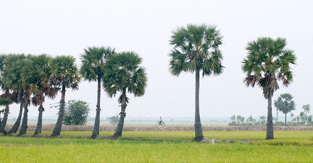 Palm trees on paddy rice field in southern Vietnam