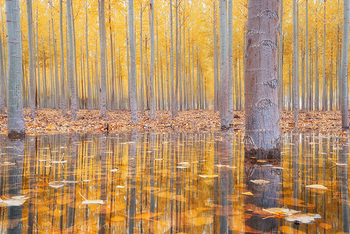 Fall Reflections | Terence Lee | Flickr