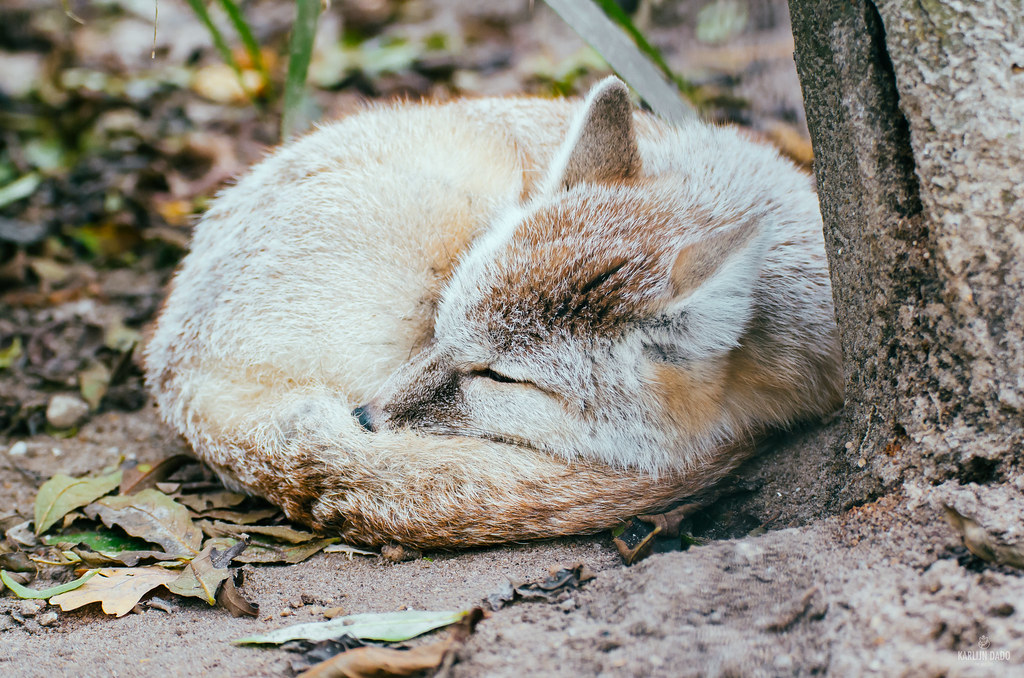 Cute Foxes in the World with Pictures cute  Corsac Fox