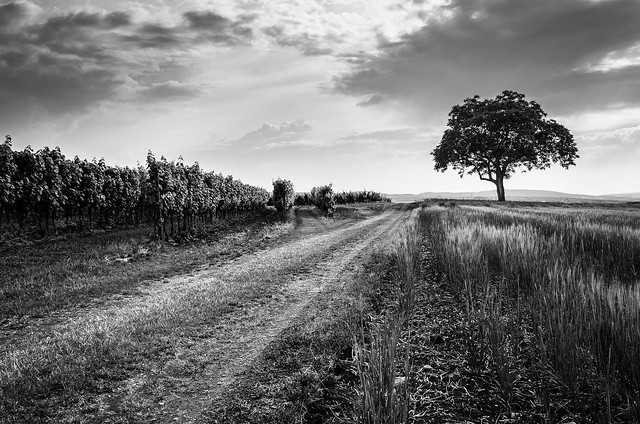Vineyard and Lonely Tree